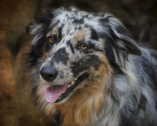 Australian Shepherd | Obraz na stenu