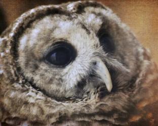 Barred Owl | Obraz na stenu