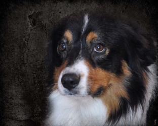 Bernese Mountain Dog | Obraz na stenu