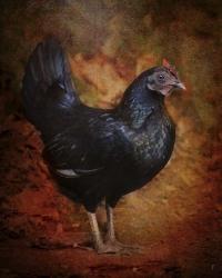 Black Bantam Chicken | Obraz na stenu