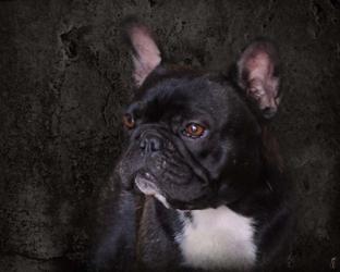 Black French Bulldog Portrait | Obraz na stenu