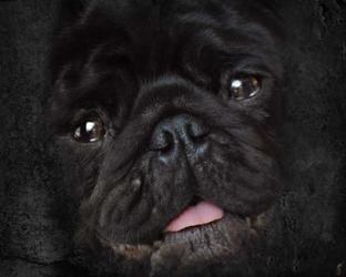 Black Pug Portrait | Obraz na stenu