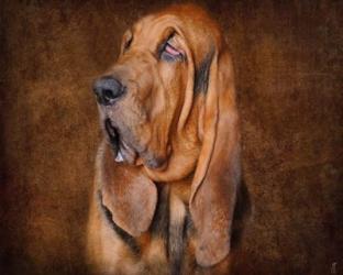 Bloodhound Portrait | Obraz na stenu