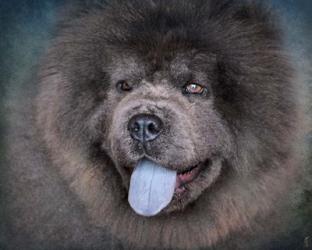 Blue Chow Chow Portrait | Obraz na stenu