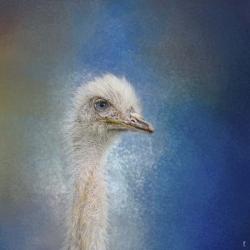Blue Eyed Beauty Ostrich | Obraz na stenu