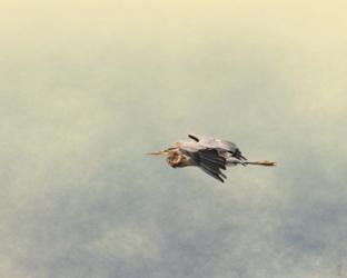 Blue Heron In Flight 2 | Obraz na stenu