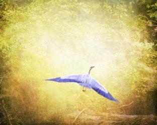 Blue Heron In The Light | Obraz na stenu
