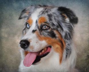 Blue Merle Australian Shepherd Portrait | Obraz na stenu