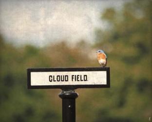 Bluebird At Cloud Field | Obraz na stenu