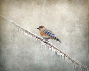 Bluebird Braving The Cold | Obraz na stenu
