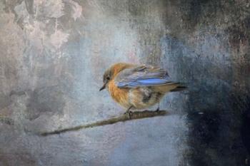 Bluebird In Winter | Obraz na stenu