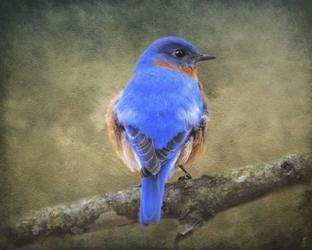 Bluebird Portrait | Obraz na stenu