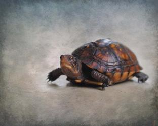 Box Turtle Portrait | Obraz na stenu