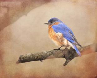Braving Autumn Bluebird | Obraz na stenu