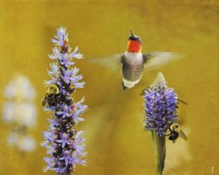 Breakfast With The Bees Hummingbird | Obraz na stenu