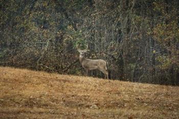 Buck At Pinson Mounds | Obraz na stenu