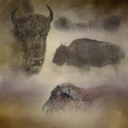 Buffalo Dreams | Obraz na stenu