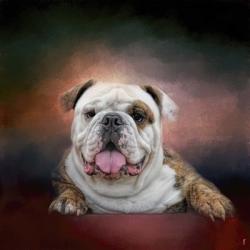 Bulldog Hanging Out | Obraz na stenu