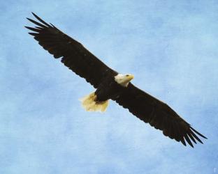 By His Grace Bald Eagle | Obraz na stenu