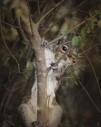 Camera Shy Squirrel | Obraz na stenu