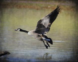 Canadian Goose In Flight 1 | Obraz na stenu