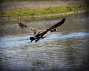 Canadian Goose In Flight 2 | Obraz na stenu