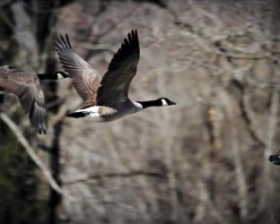 Canadian Goose In Flight 3 | Obraz na stenu