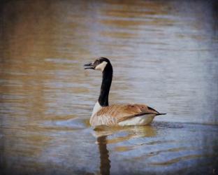 Canadian Goose In The Water | Obraz na stenu