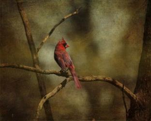 Cardinal On A Branch | Obraz na stenu