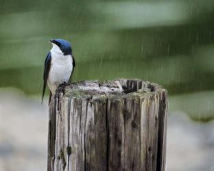 Catching Raindrops | Obraz na stenu