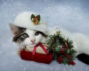 Christmas Kitten In The Snow | Obraz na stenu