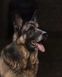 Classic German Shepherd | Obraz na stenu