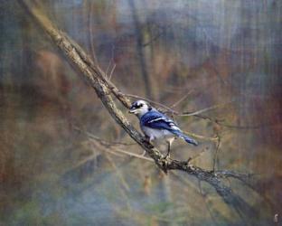 Color My World Blue Jay | Obraz na stenu