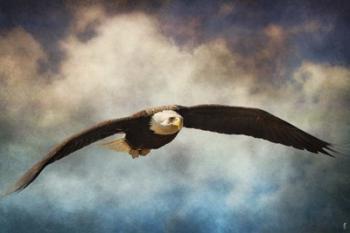 Coming Home Bald Eagle | Obraz na stenu