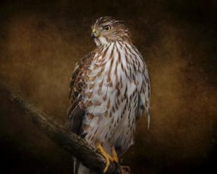 Coopers Hawk Portrait 1 | Obraz na stenu