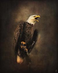 Crying for the Lost Bald Eagle | Obraz na stenu