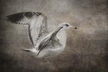 Dance Of The Lone Gull | Obraz na stenu