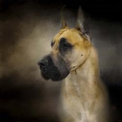 Dashing Great Dane | Obraz na stenu