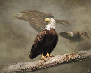 Dreaming Of Freedom Bald Eagles | Obraz na stenu