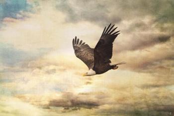 Early Evening Flight Bald Eagle 1 | Obraz na stenu
