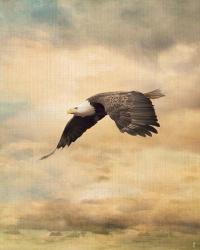 Early Evening Flight Bald Eagle 2 | Obraz na stenu