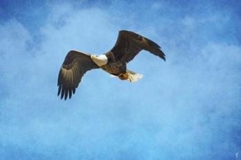 Early Spring Flight Bald Eagle | Obraz na stenu