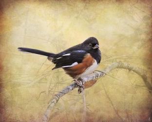 Eastern Towhee Portrait | Obraz na stenu