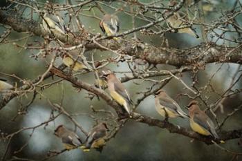 Family Reunion Cedar Wax wings | Obraz na stenu