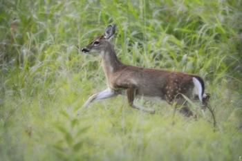 Fawn In October | Obraz na stenu