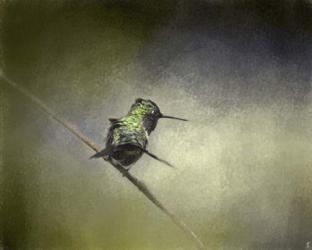 Feeling Frisky Hummingbird | Obraz na stenu