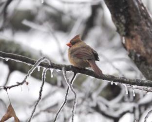 Female Cardinal Braving The Cold | Obraz na stenu