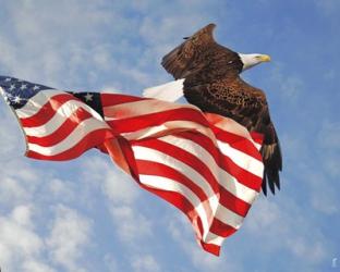 Flight of Freedom Bald Eagle | Obraz na stenu