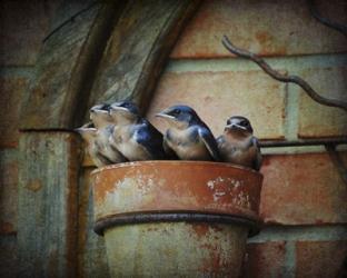 Flower pot Swallows | Obraz na stenu