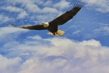 Fly High Bald Eagle | Obraz na stenu